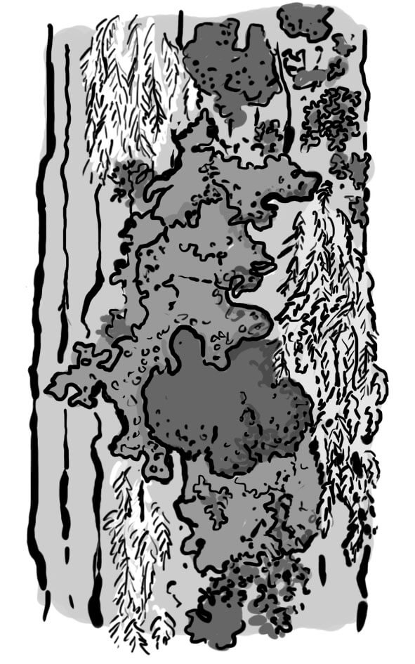 Kód 38: Lišejníky (Lichens)
